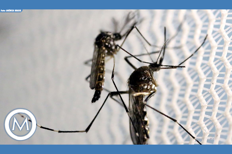 chikungunya
