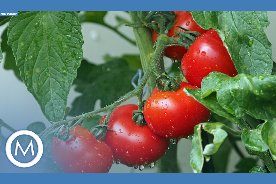 TOMATE