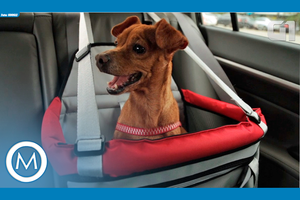 cuidados com os pets