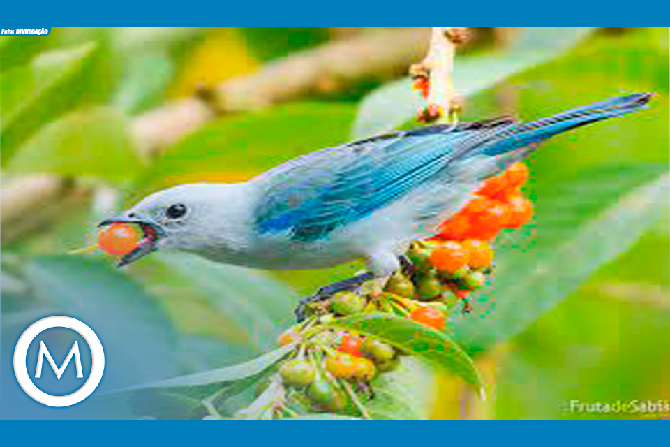 BOSQUE DOS PÁSSAROS