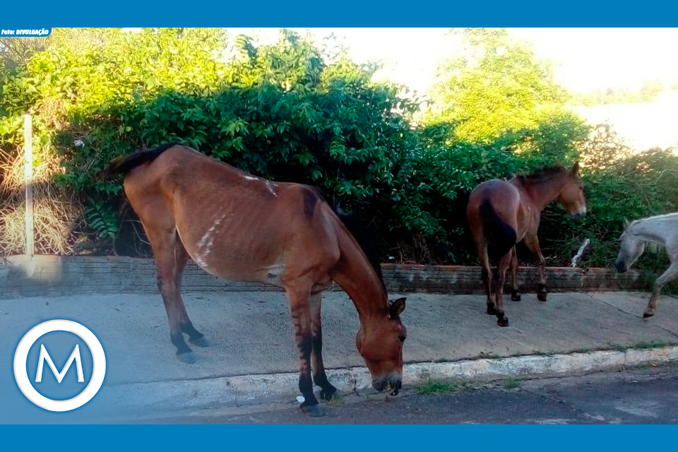 ANIMAIS DE GRANDE PORTE