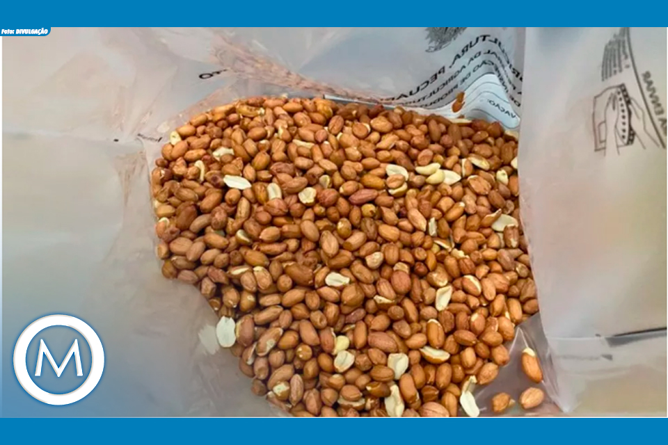 fiscalização de amendoim