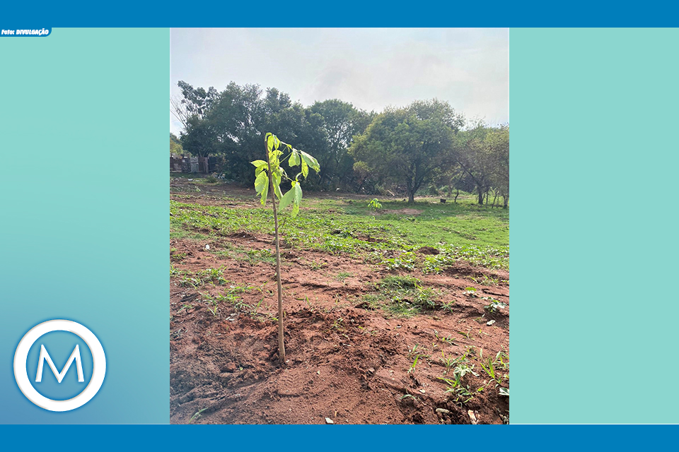 plantio de árvores
