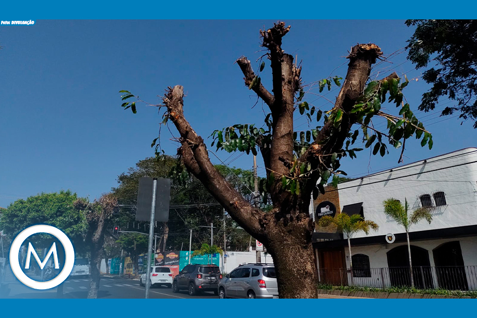 poda correta de árvores