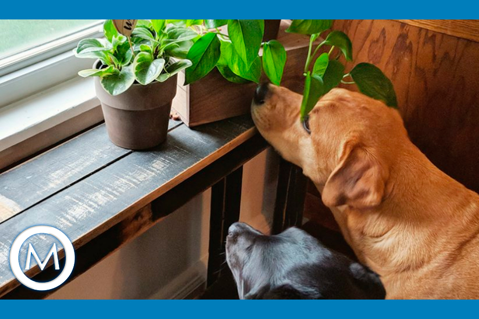 JARDIM PET FRIENDLY