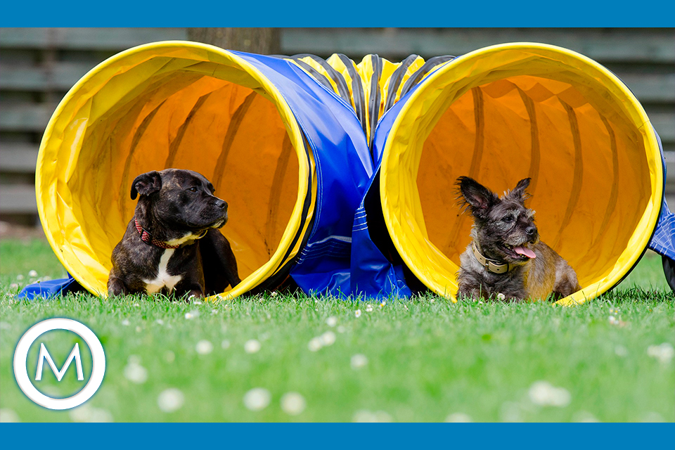 CUIDADOS COM OS CACHORROS NO VERÃO