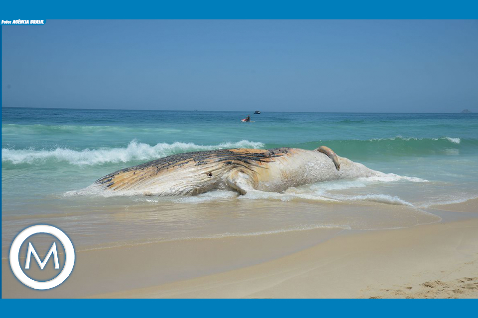ANIMAIS MORTOS NAS PRAIAS BRASILEIRAS