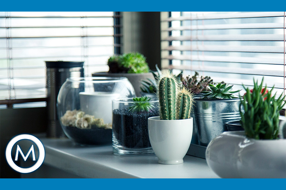 flores e plantas para plantar no verão