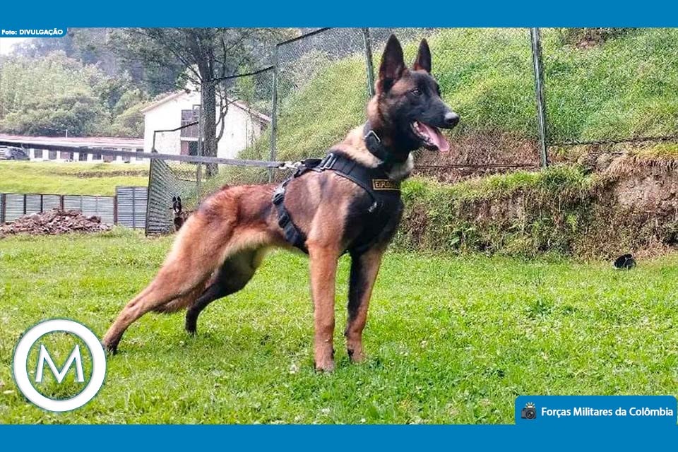 CÃO DESAPARECIDO EM BUSCA POR CRIANÇAS NA COLÔMBIA