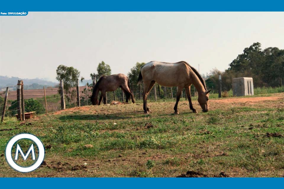 serviço de recolhimento de animais