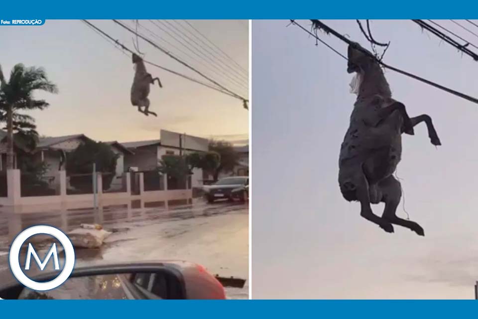 CICLONE MATA 29 MIL ANIMAIS NO RIO GRANDE DO SUL