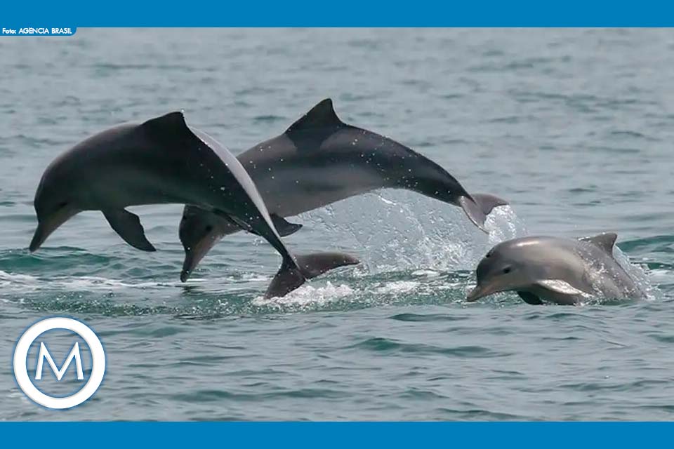 PESQUISA IDENTIFICA LEPTOSPIROSE EM GOLFINHOS