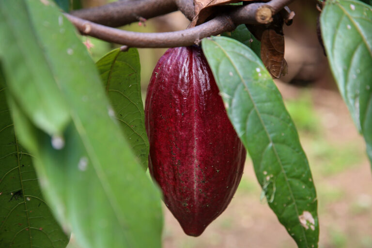 Cacau