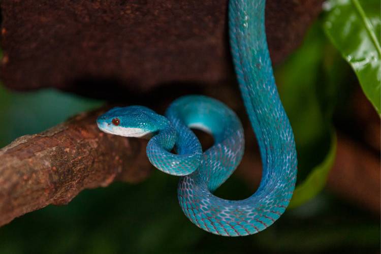 Cobra-azul