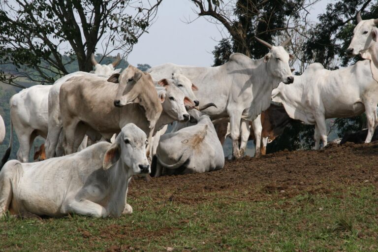 FAZENDA BOI
