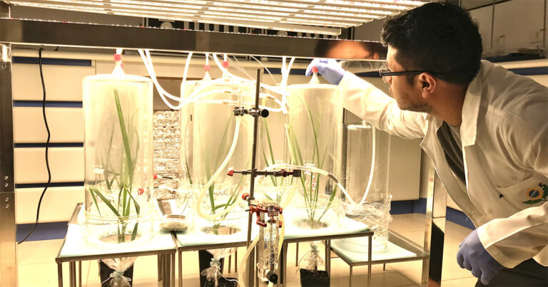 Pesquisadores-cultivaram-fungo-e-o-inocularam-em-plantas-seguido-de-infestacao-com-pragas-para-entender-impacto-sobre-as-defesas-quimicas-e-as-interacoes-com-herbivoros-e-inimigos-naturais